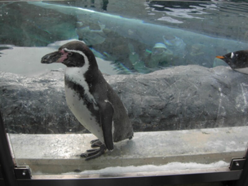ぺんぎん館のフンボルトペンギン