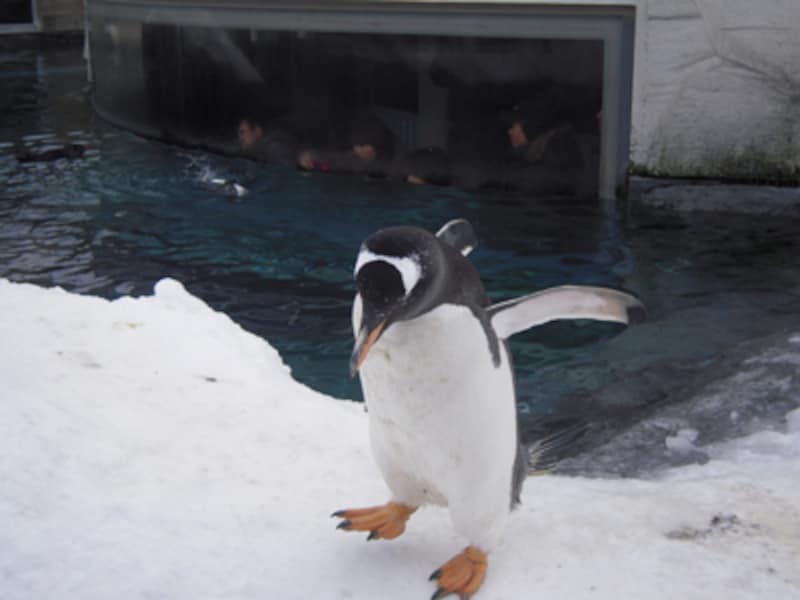 ぺんぎん館のジェンツーペンギン
