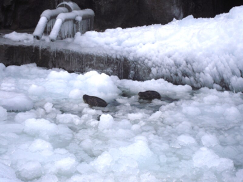 あざらし館屋外のアザラシ