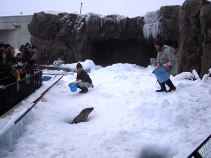 あざらし館のもぐもぐタイム