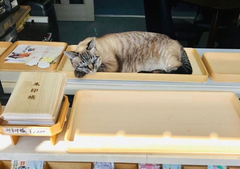 新川皇大神社の看板猫・あやちゃん（写真提供：新川皇大神社）