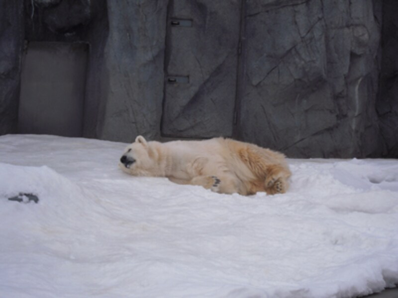 ほっきょくぐま館のコユキ