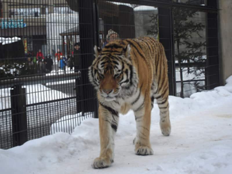 もうじゅう館のトラ