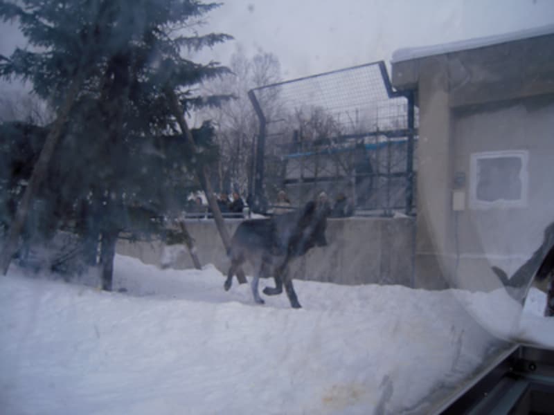 オオカミの森のヘアーズアイ
