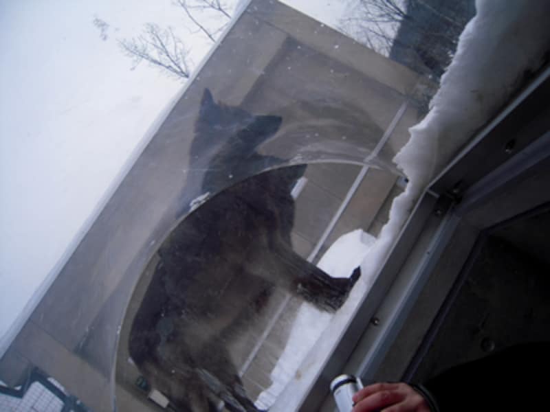 ヘアーズアイからのオオカミ