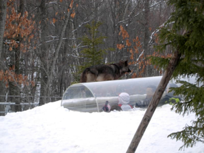 ヘアーズアイ近くのオオカミ