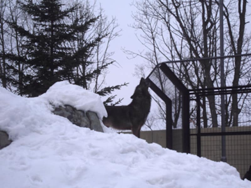 オオカミの遠吠え