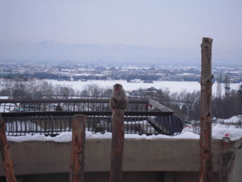 さる山と雪の背景