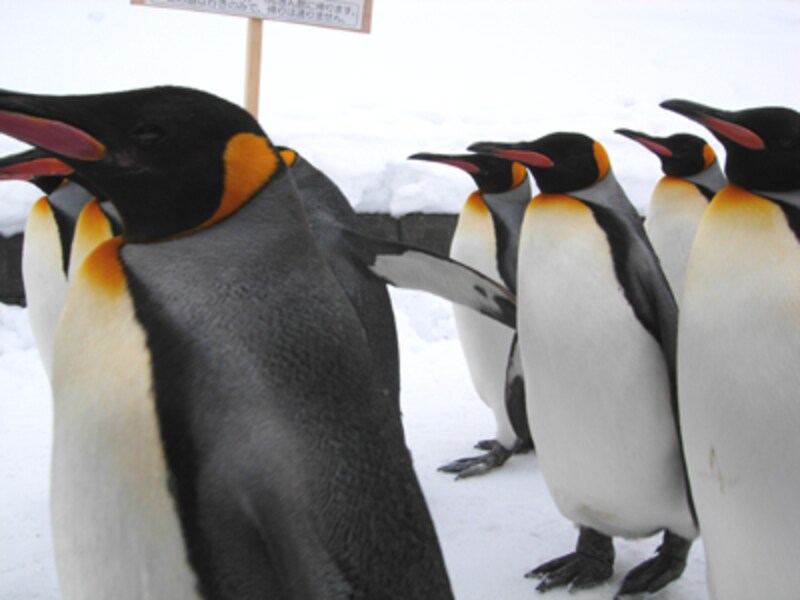 ペンギンの散歩横から
