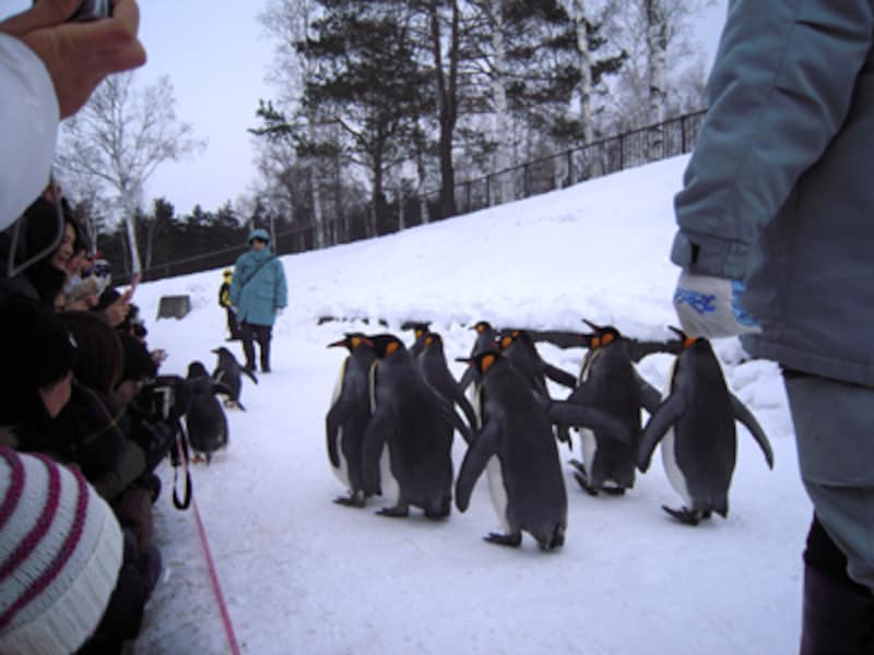 ペンギンの散歩後ろから