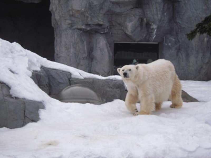 ホッキョクグマのコユキ