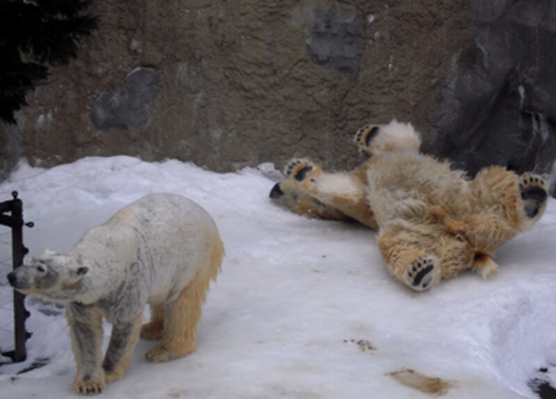 ホッキョクグマのルルとイワン