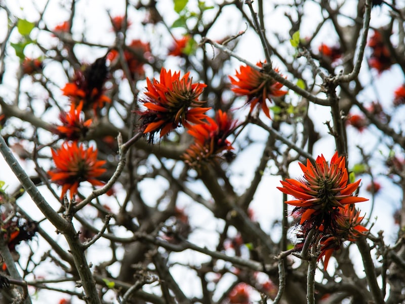台風とデイゴの関係とは? きれいに咲いたら後が大変? (C)OCVB