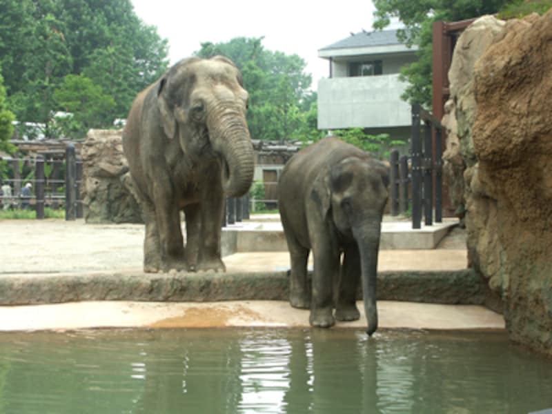 上野動物園のアジアゾウ