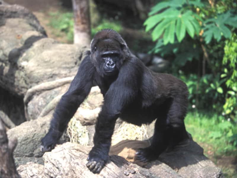 東京の動物園 動物園 All About