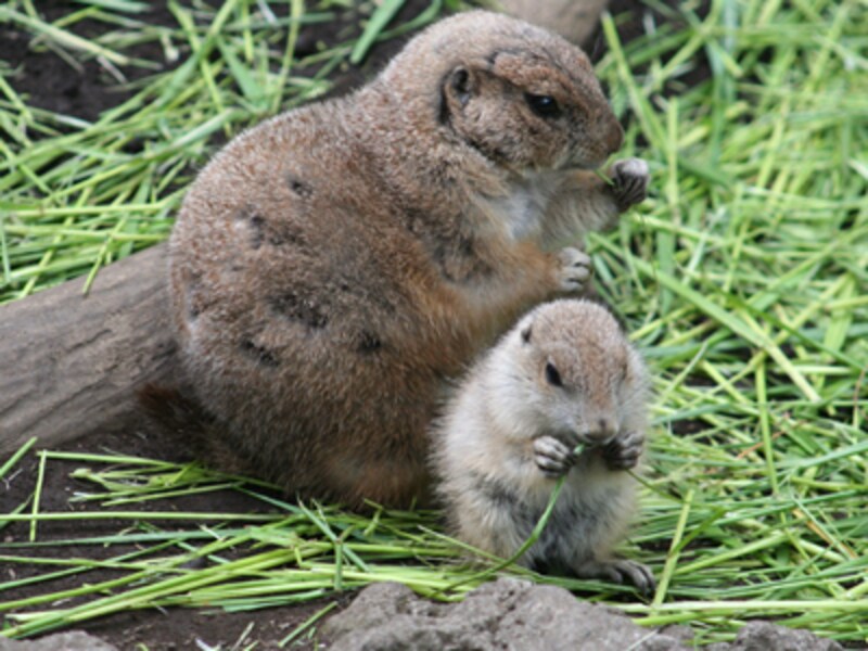 上野動物園のプレーリードッグ