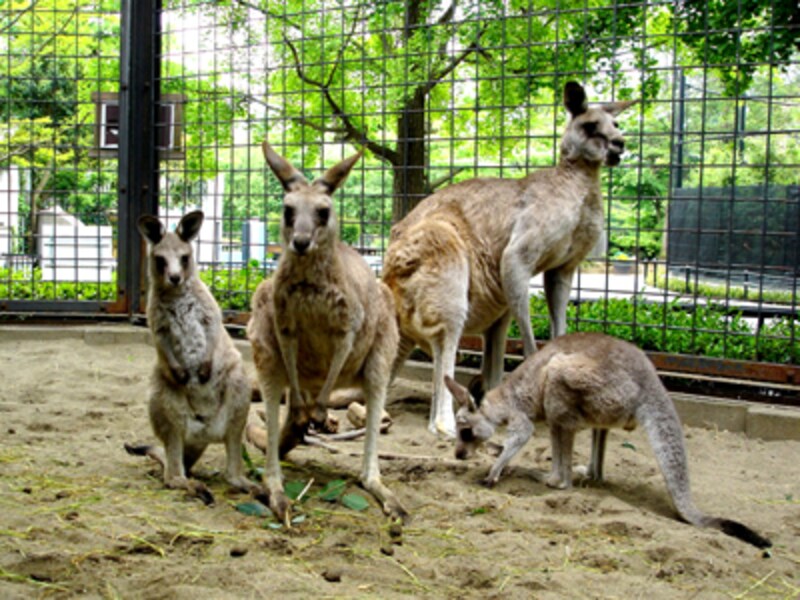 上野動物園のオオカンガルー