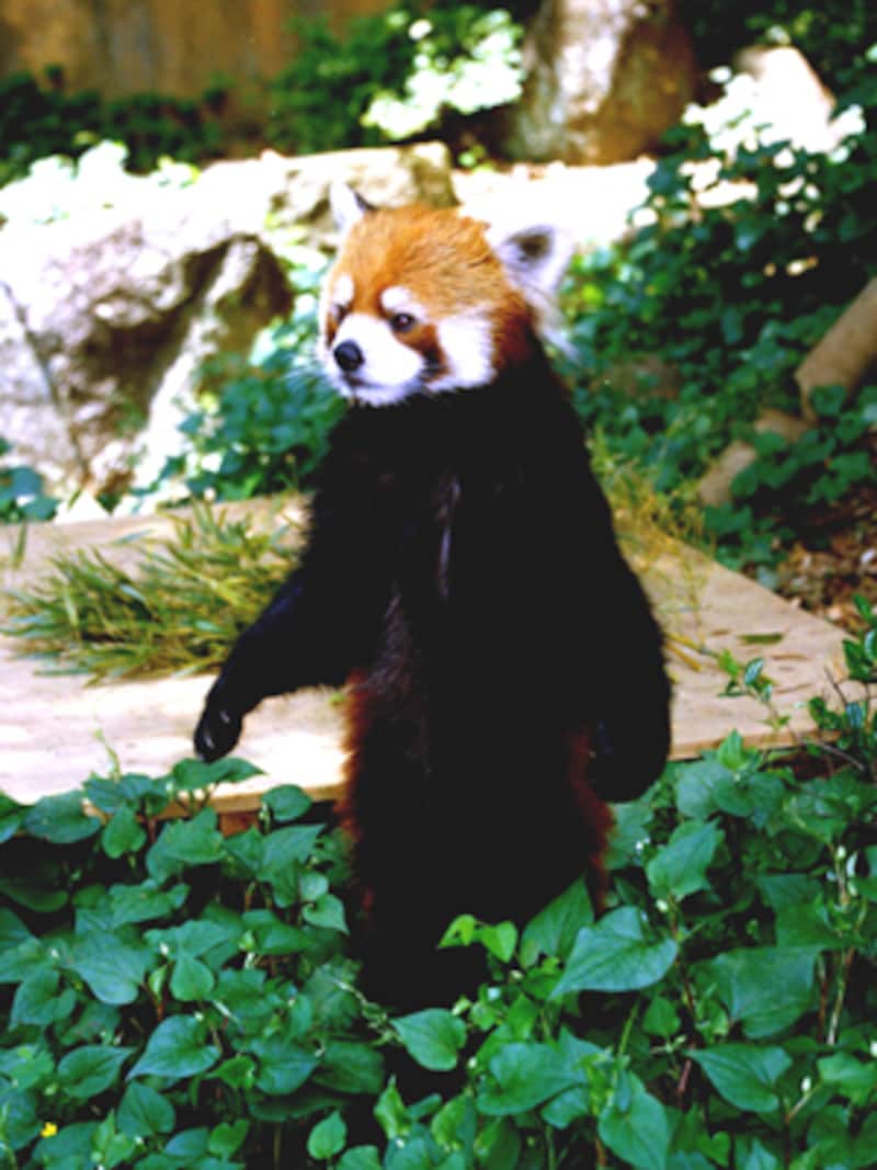 千葉市動物公園のレッサーパンダ