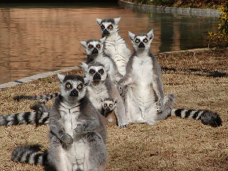 千葉市動物公園のワオキツネザル