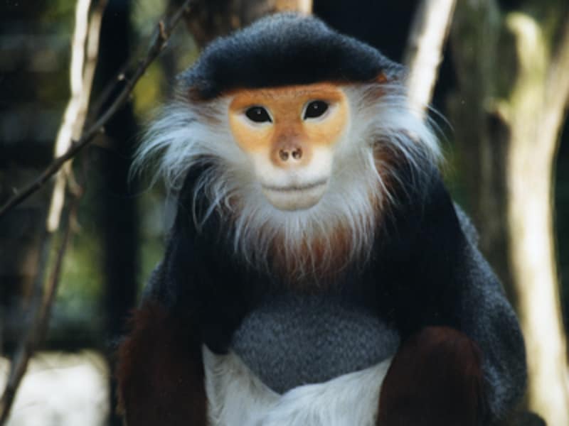 よこはま動物園ズーラシアのドゥクラングール