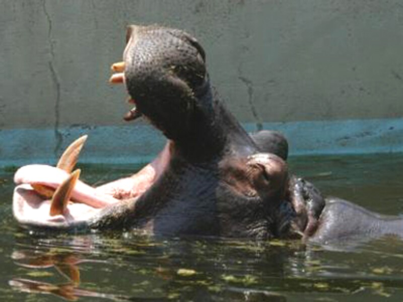 東武動物公園のカバ
