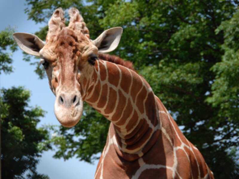 野毛山動物園のキリン