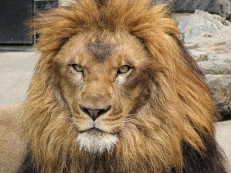 桐生が岡動物園のライオン