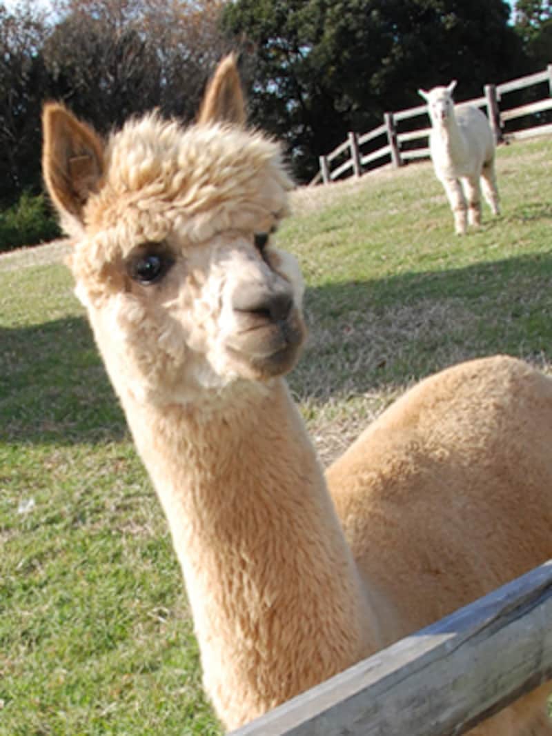 マザー牧場のアルパカ