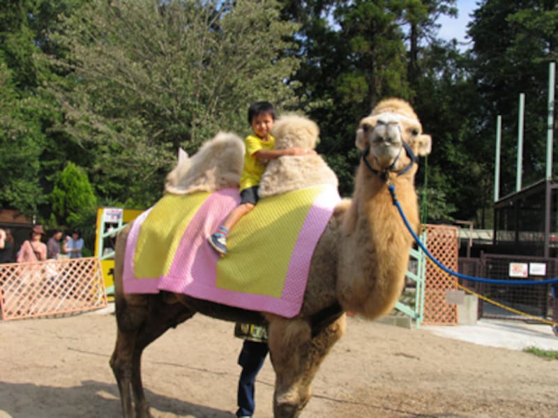 市原ぞうの国のラクダライド
