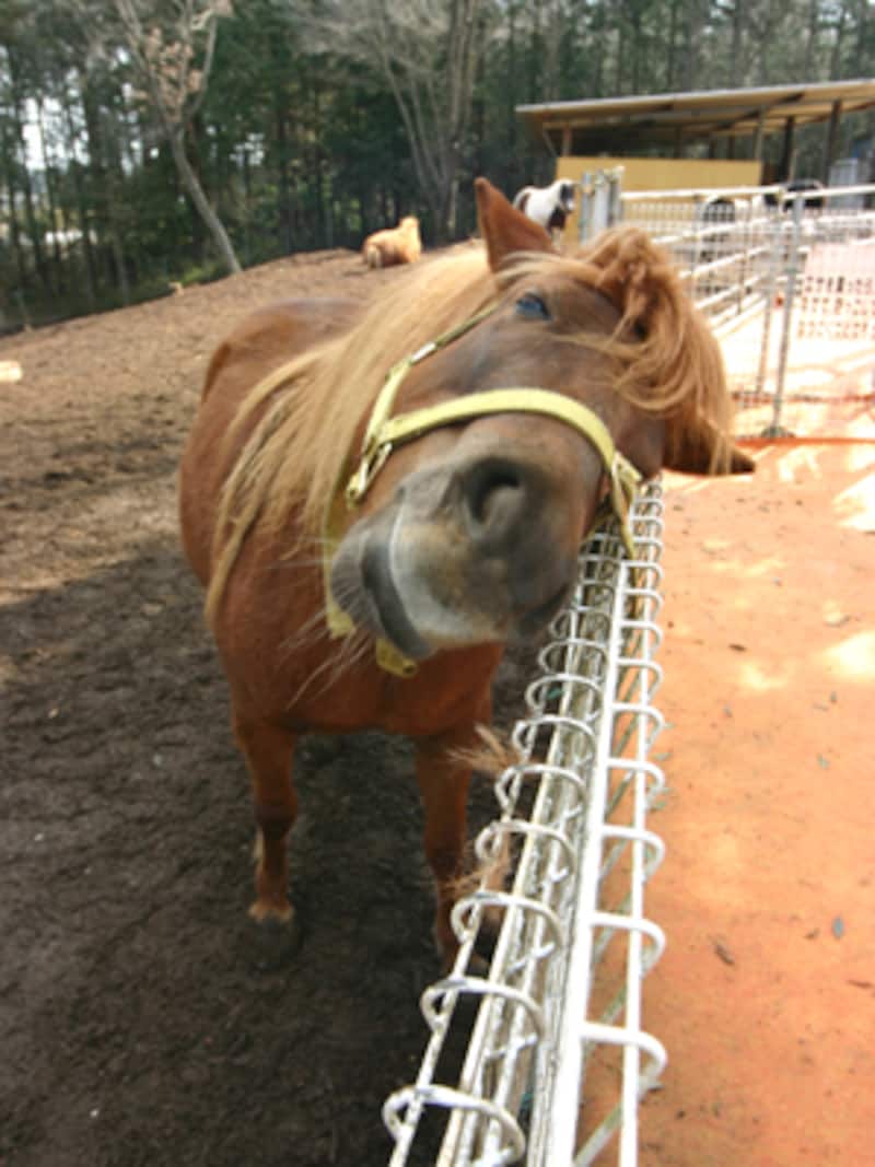 ダチョウ王国のウマ
