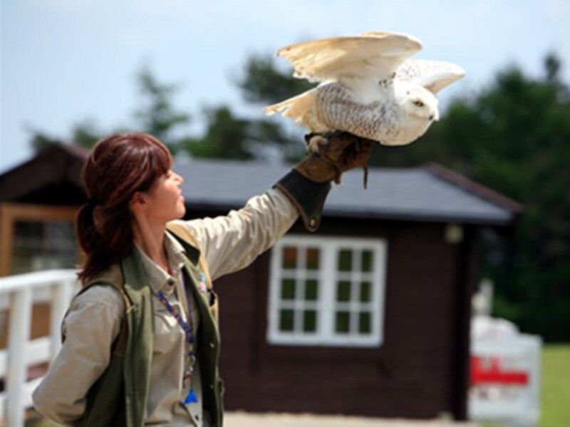 那須どうぶつ王国のバードパフォーマンスショー