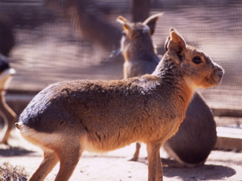 埼玉県こども動物自然公園のマーラ
