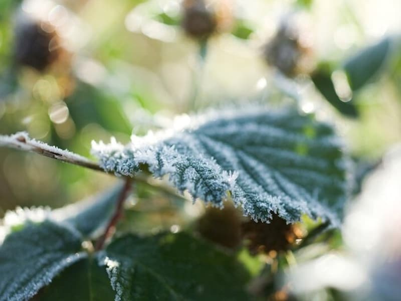 寒さが増すと露から霜へ。それを露が葉に隠れてしまったとみて「露隠葉月」