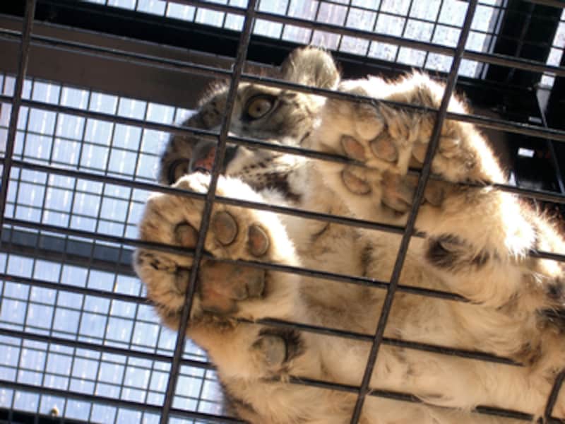 群馬サファリパークのユキヒョウ