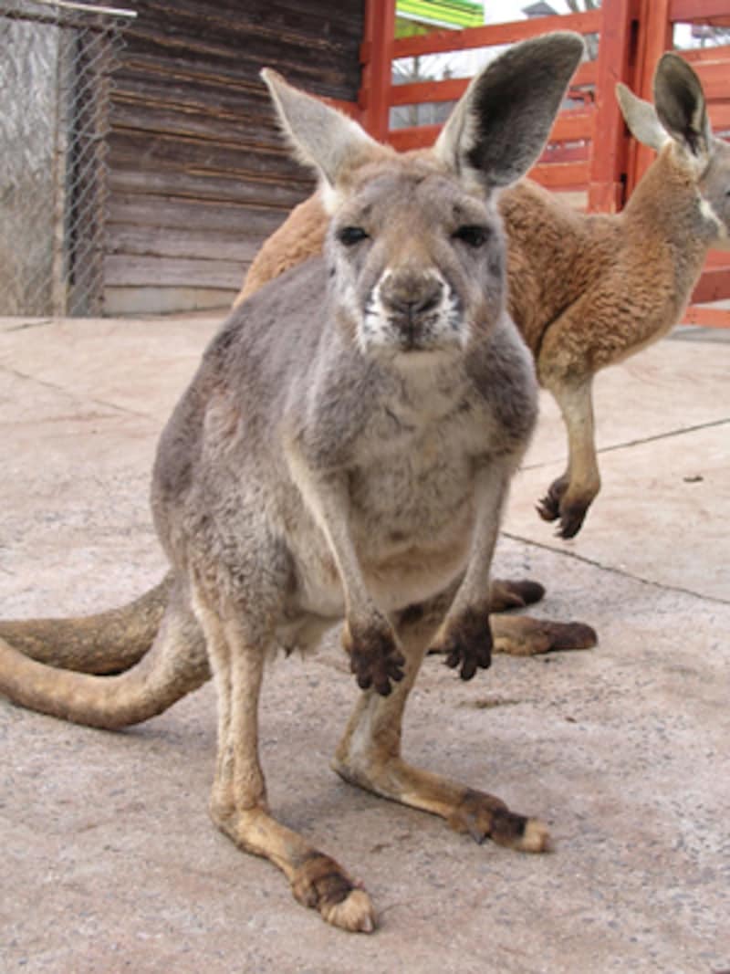 秋吉台サファリランドのカンガルー