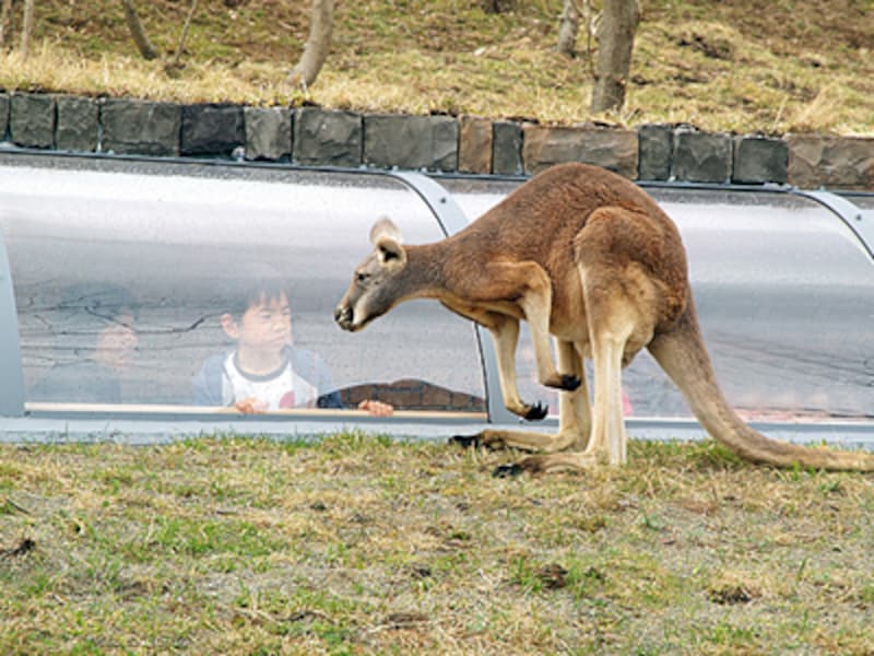 アフリカンサファリのカンガルー