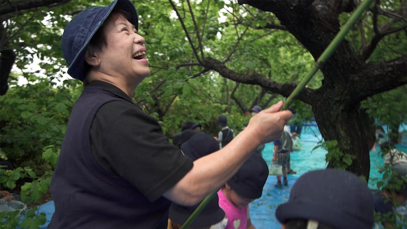 梅もぎで、梅の実を落とす天野園長先生。©️風の谷幼稚園