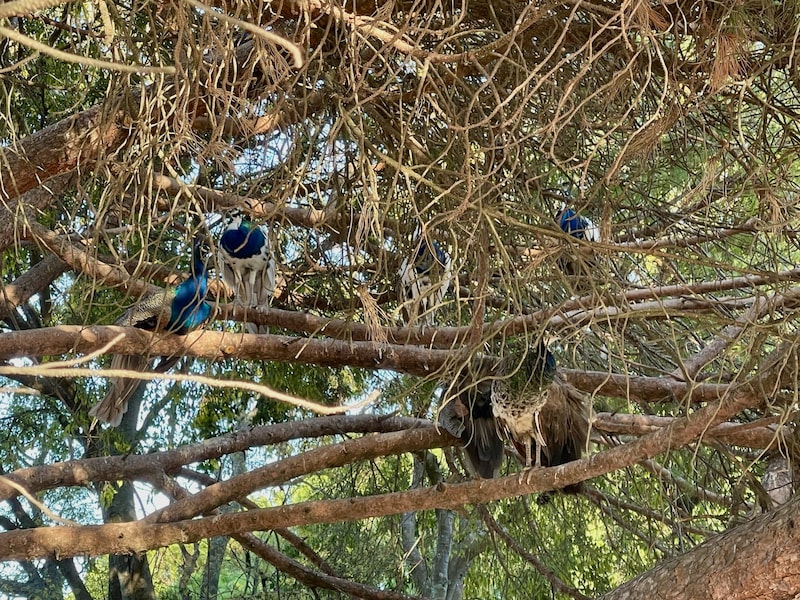 木の上にたくさんの孔雀が