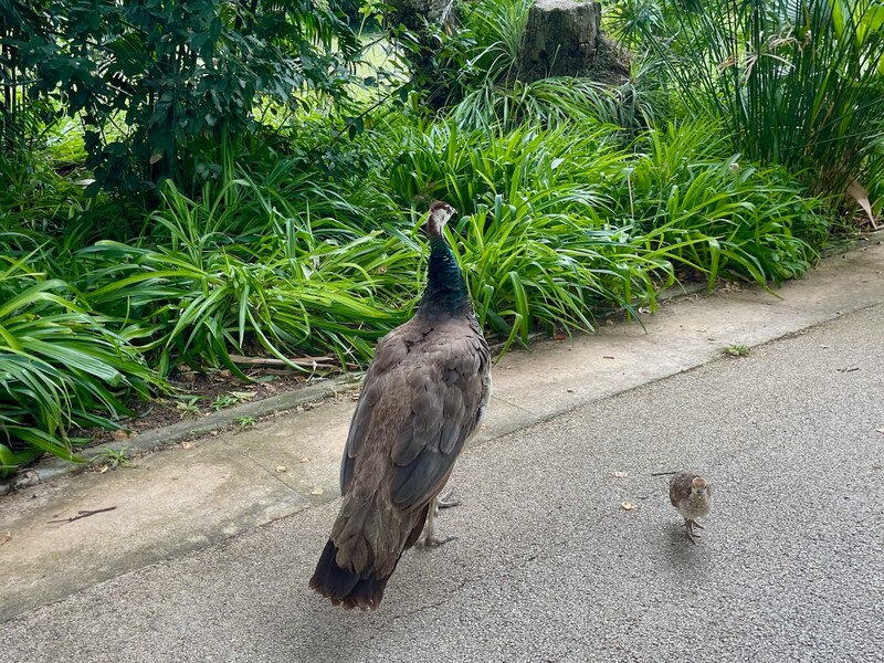 孔雀の親子