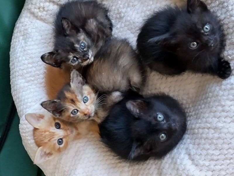 早く飼い主さんが見つかるといいな。