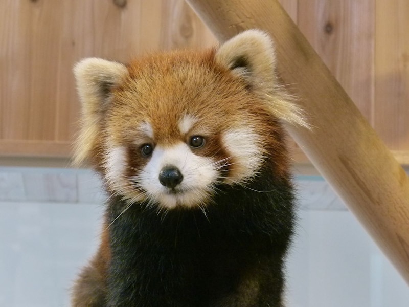 控えめな「キラリ」