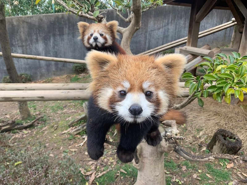 人が大好きな「かえで」前、慎重な「カイト」後ろ