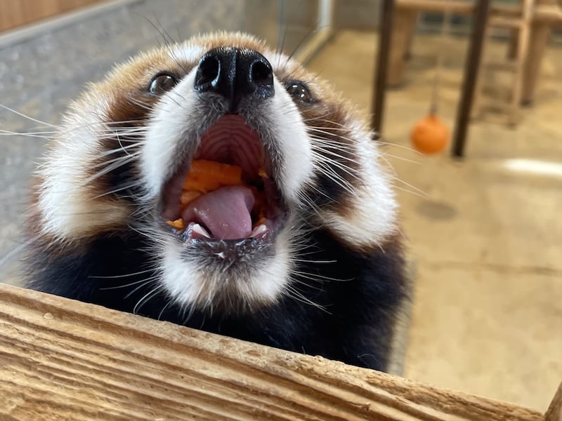 おねだり上手な「たいよう」