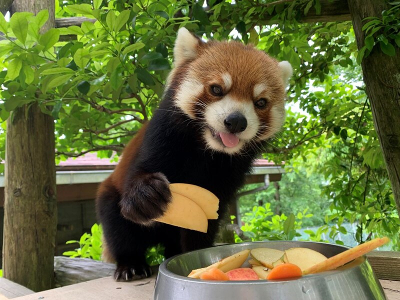 リンゴを2枚持ちするミンファ