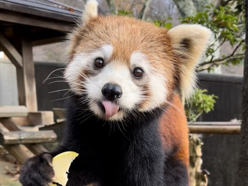 あどけない表情の「かのこ」