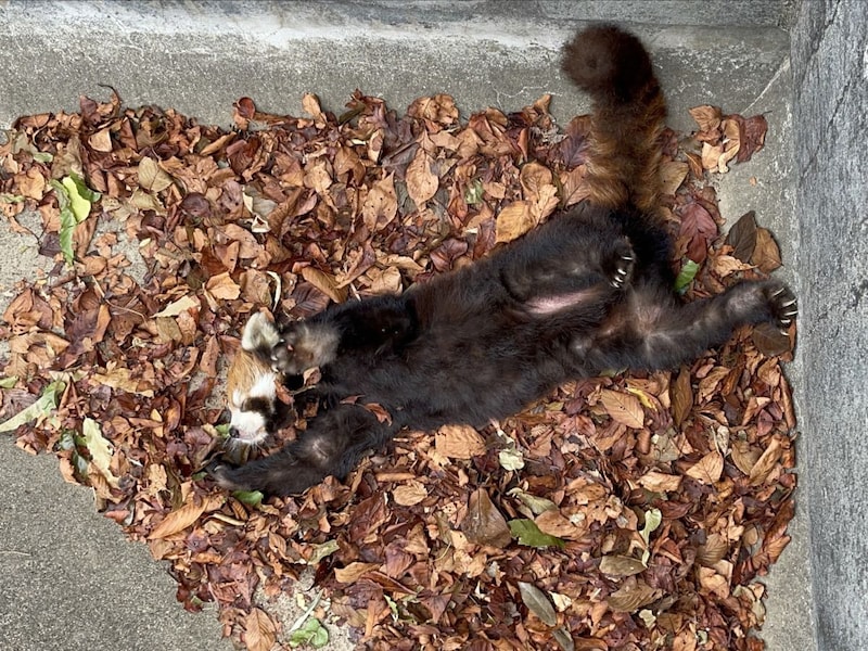 背泳ぎが大好きな「まつば」