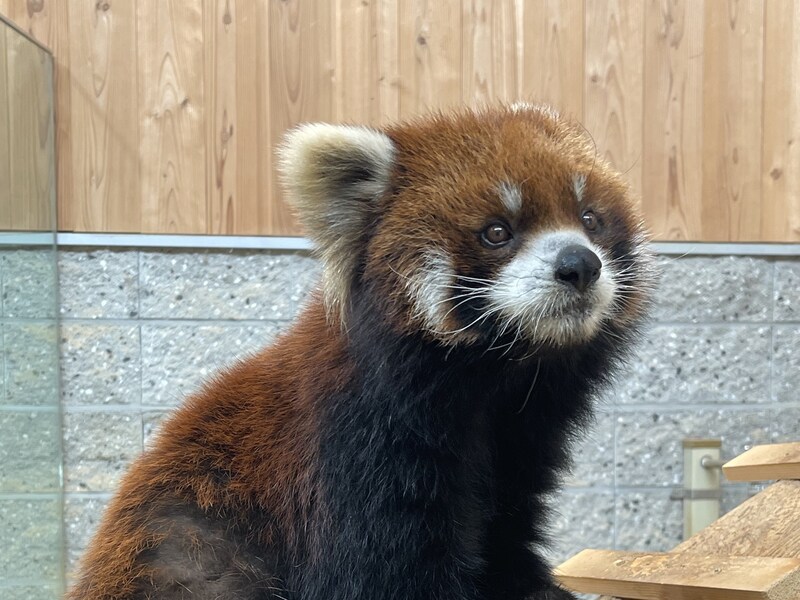 こげぱん「ライト」