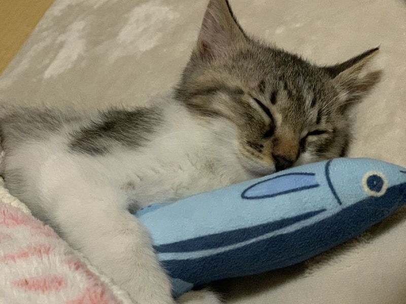 ふるさと納税で飼い主のいない猫を応援できるの？