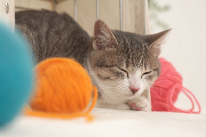 高齢猫の飼い主が気をつけるポイントとお金は？