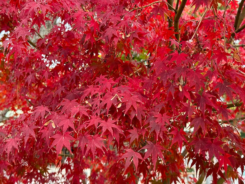 紅葉写真撮影